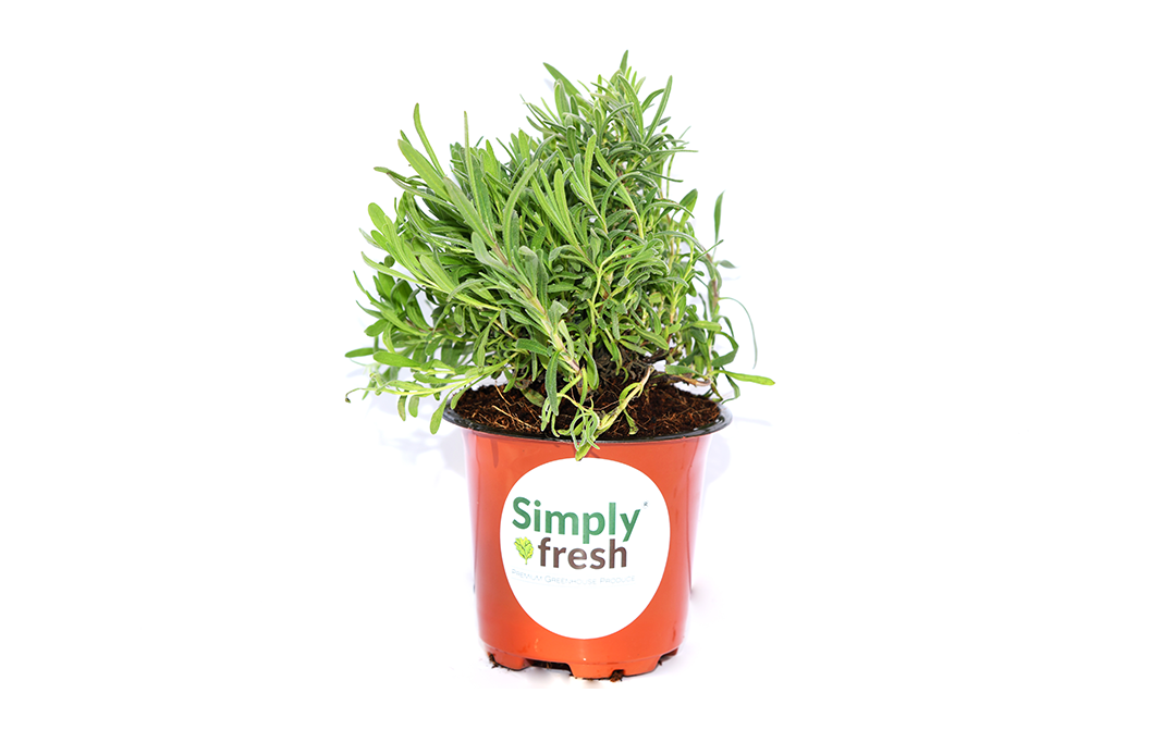 Simply Fresh Lavender-PP    Box  100 grams